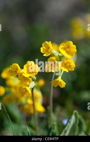 Primevères (Primula officinalis), Parc national du Velebit nord, Lika-Senj, Italy, Europe Banque D'Images
