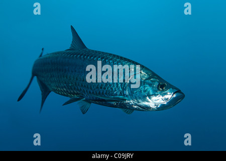 Tarpon atlantique (Megalops atlanticus) dans le bleu, Little Tobago, Speyside, Trinité-et-Tobago, Petites Antilles, mer des Caraïbes Banque D'Images