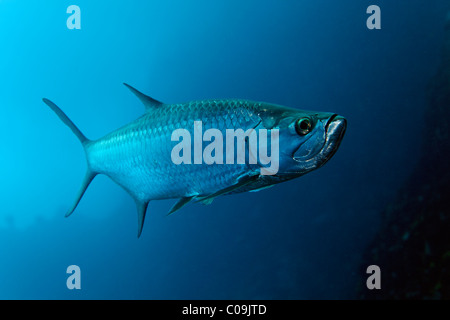 Tarpon atlantique (Megalops atlanticus) dans le bleu, Little Tobago, Speyside, Trinité-et-Tobago, Petites Antilles, mer des Caraïbes Banque D'Images