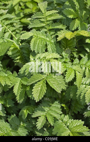 Aigremoine (Agrimonia eupatoria ou sticklewort) Banque D'Images