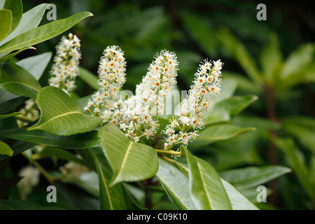 Le laurier cerise (Prunus laurocerasus) fleurs, Irlande, Europe Banque D'Images