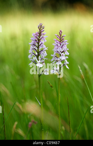 Orchid, éventuellement Heath Spotted Orchid ou Moorland repéré Orchid (Dactylorhiza maculata sp.), Eyachtal, Bade-Wurtemberg Banque D'Images