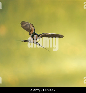 L'hirondelle rustique (Hirundo rustica) en vol Banque D'Images