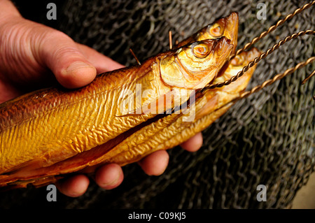 Grand corégone (Coregonus hoferi fumé) dans le magasin de poissons le pêcheur Thomas Lex sur Fraueninsel, Women's Island, le lac de Chiemsee Banque D'Images