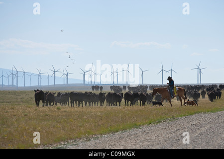 Un cow-boy du Wyoming bovins troupeaux sur une ferme éolienne près de Laramie dans le Wyoming. Banque D'Images