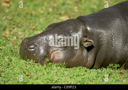 (Hippopotame pygmée Choeropsis liberiensis ou Hexaprotodon liberiensis) Banque D'Images