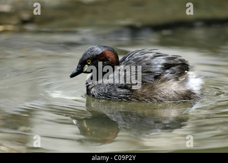 Grèbe castagneux (Tachybaptus ruficollis ou Dabchik), adulte, natation, Australie Banque D'Images