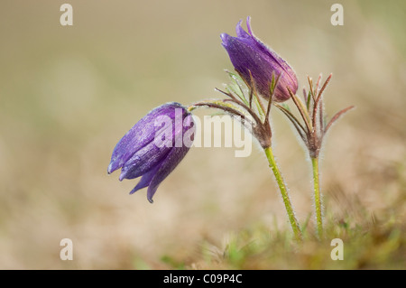 Anémone pulsatille commune (Pulsatilla vulgaris Anémone pulsatilla, L.), Gillesbachtal, Kalkeifel, Eifel, Rhénanie du Nord-Westphalie Banque D'Images