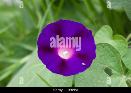 Photo d'une fleur de morning glory (Ipomoea violacea) au Mexique Banque D'Images