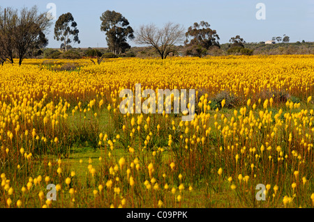 Prairie avec d'innombrables Bulbinella latifolia ou rooikatstert (Bulbinella latifolia), Bokkeveld Plateau, le Namaqualand, Afrique du Sud Banque D'Images