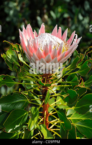 (Photo:PROTEA Protea King), fleur nationale d'Afrique du Sud, région floristique du Cap, Afrique du Sud, l'Afrique Banque D'Images