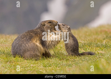 Marmotte des Alpes (Marmota marmota) avec de jeunes Banque D'Images