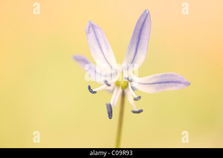 Star Squill (Scilla amoena) Banque D'Images