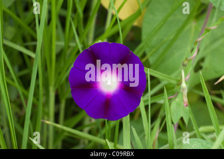 Photo d'une fleur de morning glory (Ipomoea violacea) au Mexique Banque D'Images