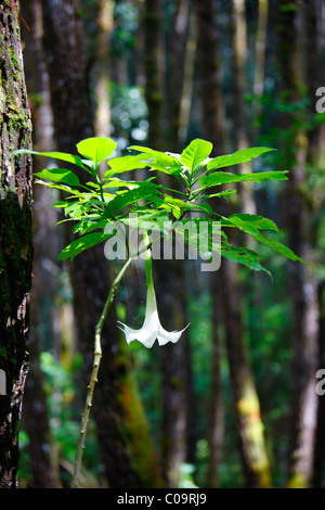 Angel Trumpet, Datura (Brugmansia arborea), rempli de nuages, la forêt, la montagne Kasih Salib Tarutung, région de Batak, Sumatra Banque D'Images