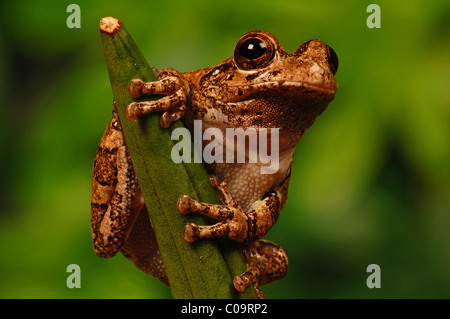 Close up of holding treefrog sur tige Banque D'Images