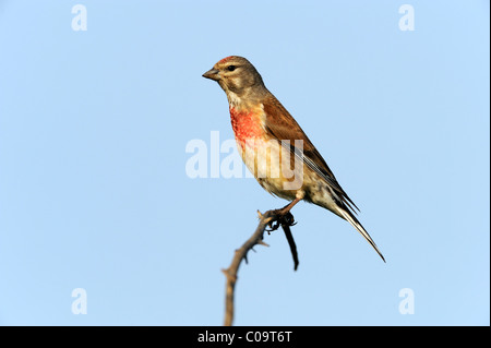 (Carduelis cannabina linnet commun), perché sur une branche Banque D'Images