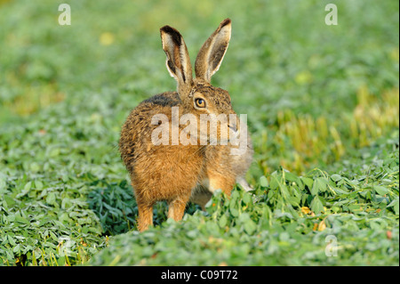 Lièvre d'Europe (Lepus europaeus), debout sur un pré fauché Banque D'Images