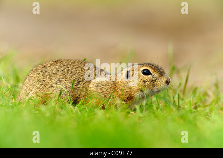 European (Spermophilus citellus) assis dans une position accroupie Banque D'Images