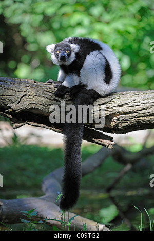 Noir et blanc de la Gélinotte Lemur (Le Varecia variegata), Lémurien, Madagascar, Afrique Banque D'Images