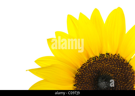 Détail du tournesol (Helianthus annuus) avec des fleurs tubulaires Banque D'Images