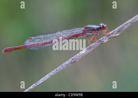 Petite libellule rouge (Ceriagrion tenellum) Banque D'Images