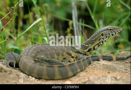 Moniteur du Nil (Varanus niloticus), Kruger National Park, Afrique du Sud, l'Afrique Banque D'Images