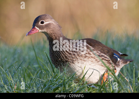 Canard mandarin (Aix galericulata), femme, dans l'herbe rosée à bugasee lake, Kassel, Hesse du Nord, Hesse, Germany, Europe Banque D'Images