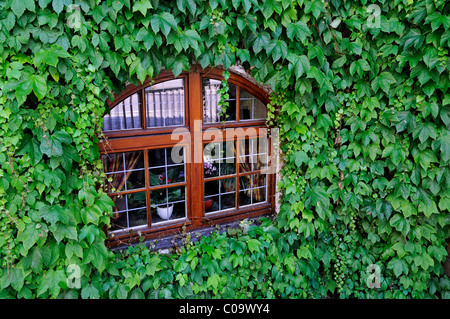 Réducteur japonais ou Boston ivy (du Parthenocissus tricuspidata) autour d'une fenêtre, Munich, Bavaria, Germany, Europe Banque D'Images