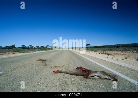 Kangourou gris mort écrasé sur la route, de l'Australie Banque D'Images