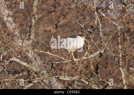 Black Night Heron plafonné debout sur une branche avec une jambe c'est rentré dans le ventre Banque D'Images