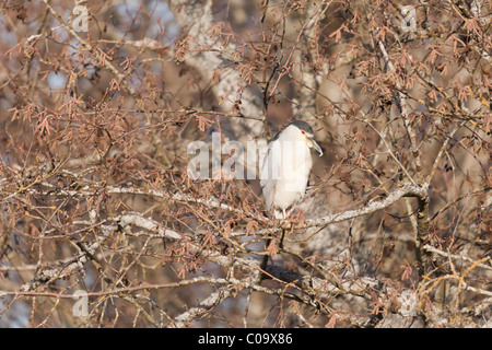 Black Night Heron plafonné perché sur une branche Banque D'Images