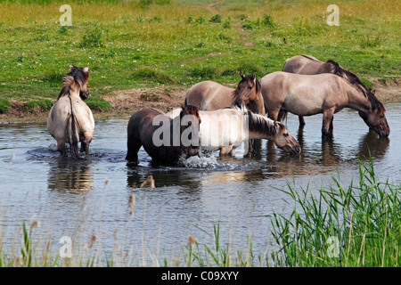 Groupe de boire et se baigner les chevaux konik (Equus caballus przewalskii f.) dans l'eau, étalons ou tarpan, cheval sauvage Banque D'Images