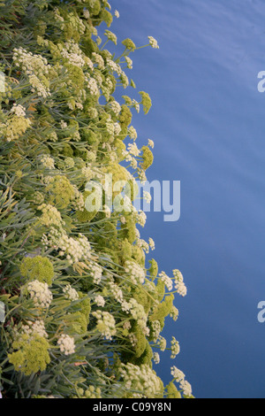 Rock samphire (Crithmum maritimum) croissant à côté de la mer en Grèce Banque D'Images