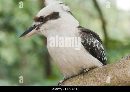 Laughing Kookaburra Dacelo sauvages (novaeguineae) sur une branche. Sydney, New South Wales, Australia Banque D'Images