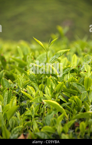 Les jeunes feuilles tendres d'un thé les plantations de thé dans la pittoresque station touristique,munnar Kerala, Inde Banque D'Images