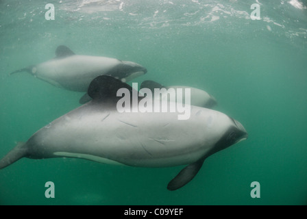 Les dauphins Hector sous l'eau dans le port d'Akaroa, la péninsule de Banks. L'île du Sud, Nouvelle-Zélande. Banque D'Images