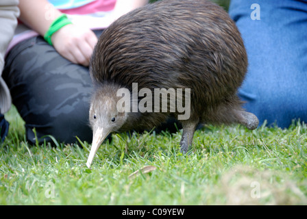 Île du Nord Brown Kiwi, Apteryx mantelli, avec une jambe Banque D'Images