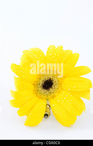 Des gouttes d'eau sur daisy jaune avec culot à vis ampoule électrique relie l'homme et la nature de ses besoins. Banque D'Images