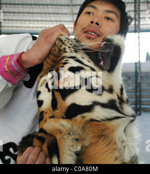 Trucs et astuces TIGER dentelée est de mettre votre tête dans la bouche d'un tigre courageux ou tout simplement stupides ? Formateurs à Wenling Zoo, la Chine orientale, Banque D'Images