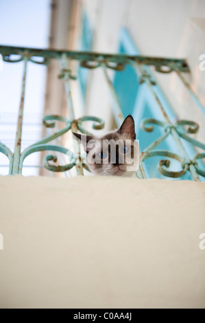 Chat Siamois curieux sur un balcon à Barrettali. Cap Corse. La corse. France Banque D'Images