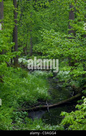 Le passage de la rivière Petite forêt forêt d'aulnes à printemps Banque D'Images