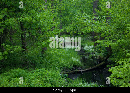 Le passage de la rivière Petite forêt forêt d'aulnes à printemps Banque D'Images