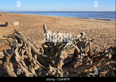 Une vue de la plage à Benacre, Suffolk, Angleterre, Royaume-Uni, avec un avant-plan de old weathered les racines des arbres. Banque D'Images