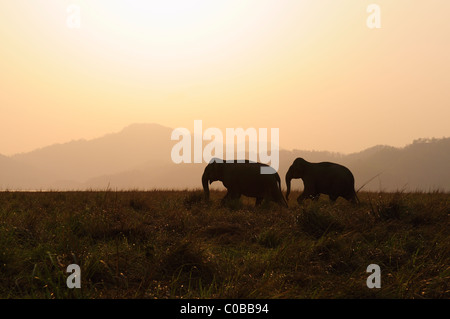 Les éléphants au coucher du soleil Banque D'Images