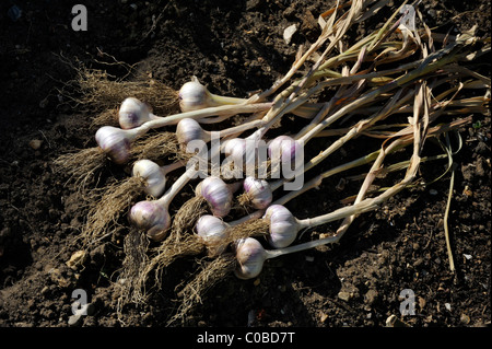 Les plantes l'ail (Allium sativum) levé et mis à sécher dans le jardin. Banque D'Images