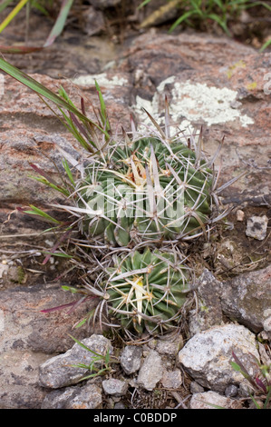 Photo d'un cactus sauvages (Stenocactus obvallatus) dans le centre du Mexique Banque D'Images