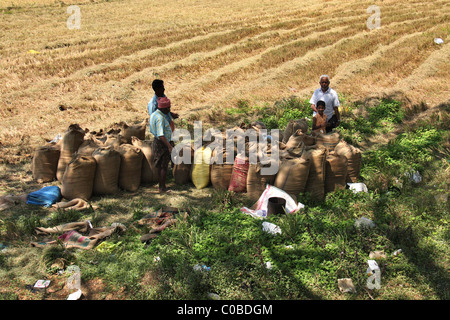 La collecte de la production des agriculteurs récolte de riz de la rizière, Kerala, Inde Banque D'Images