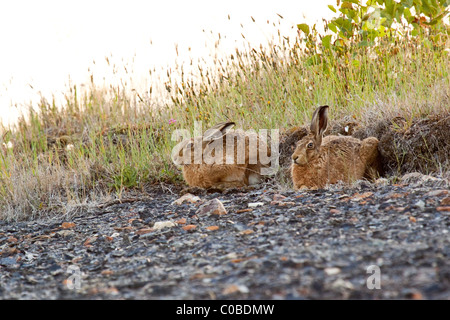 Lièvre brun Lepus europaeus - Banque D'Images