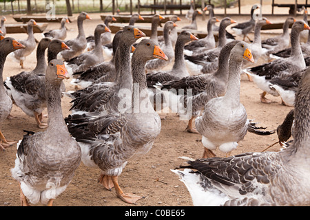 Neiges produites pour le foie gras Dordogne France Banque D'Images